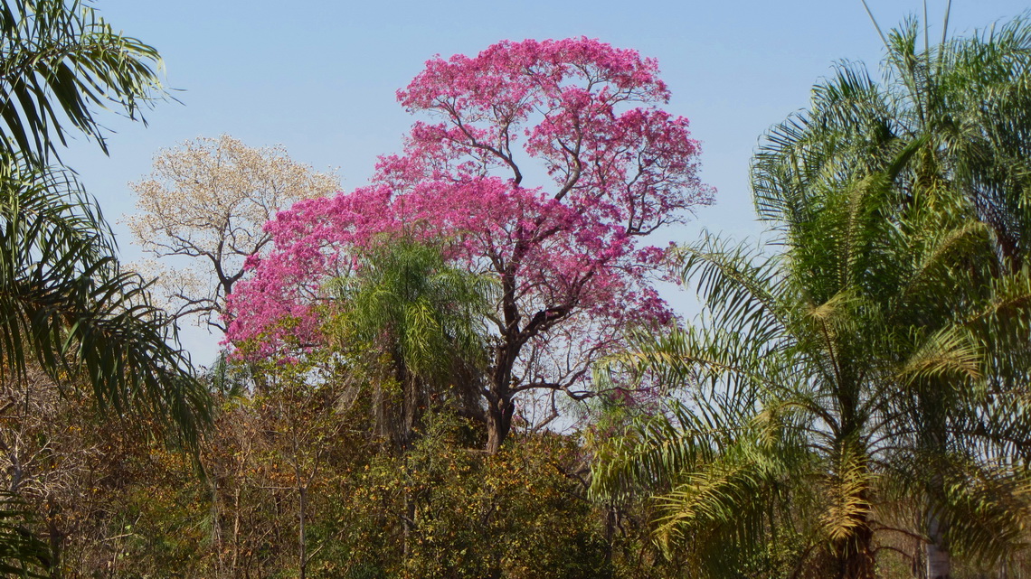 Tree with purple flowers