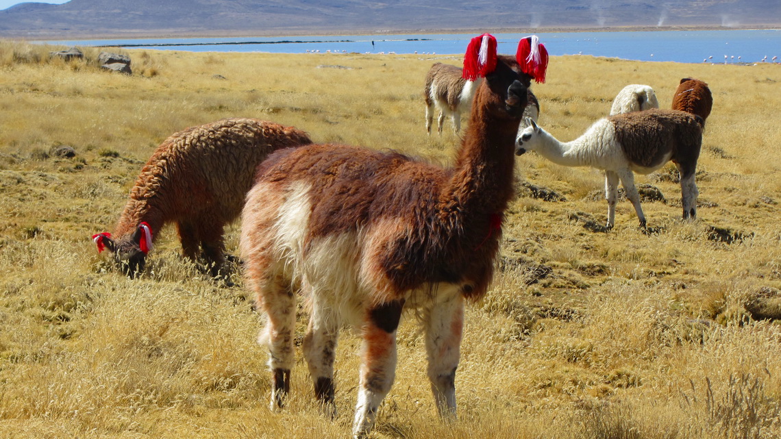 The colored wool in the ears shows the ownership