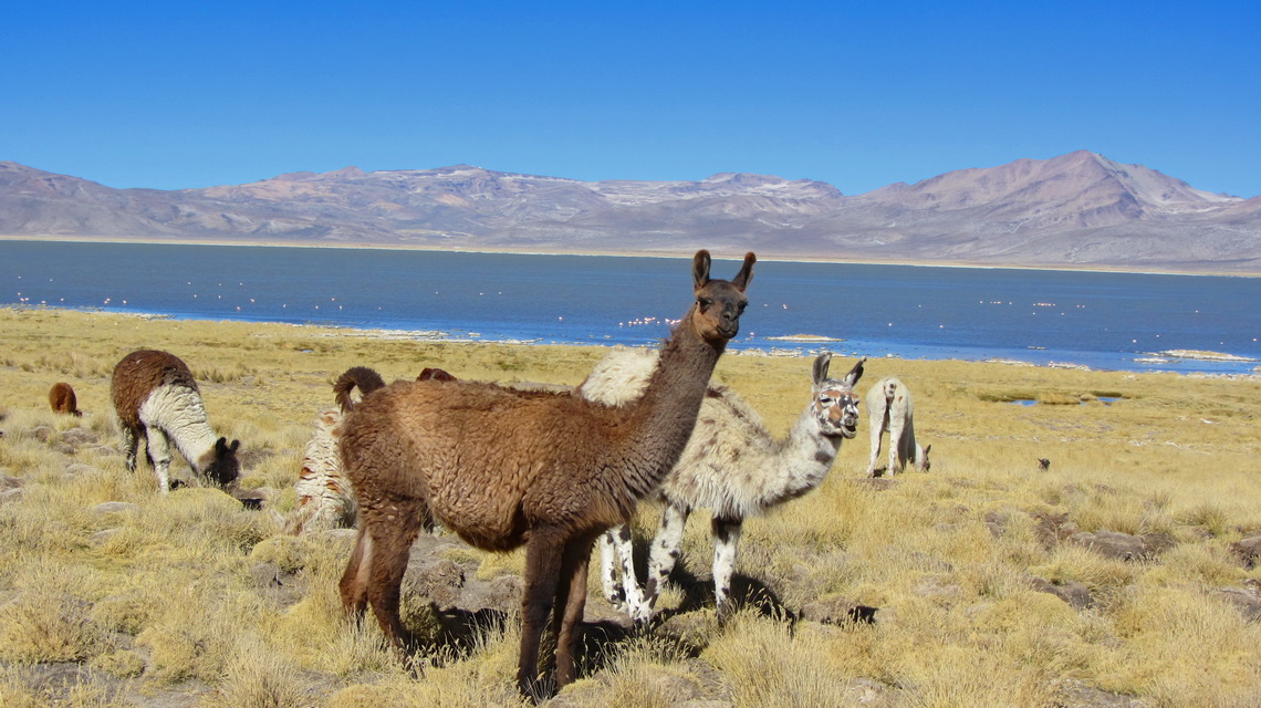 Laguna Salinas with Llamas
