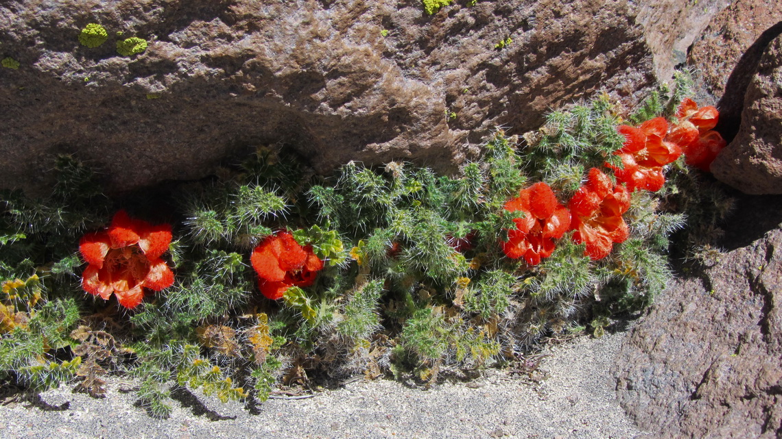 Flowers at 5000 meters sea-level!