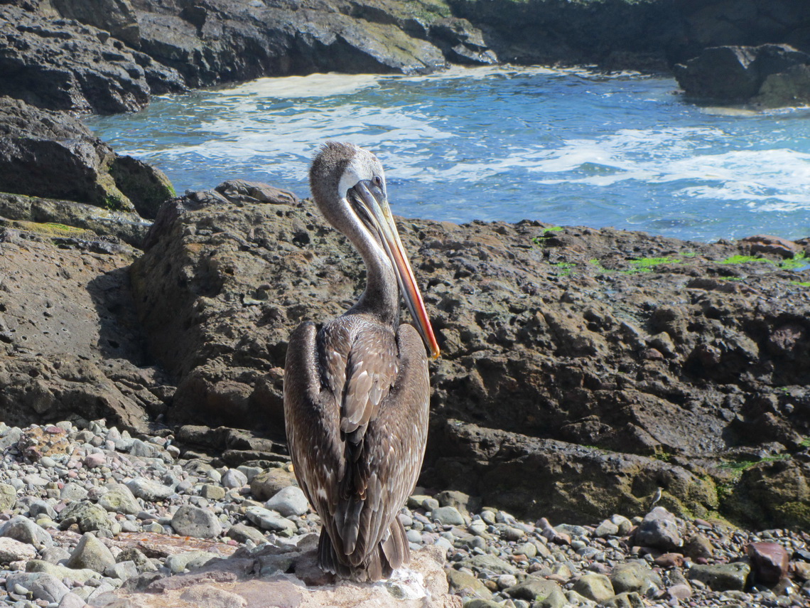 Pelican on the beach close to Iquique