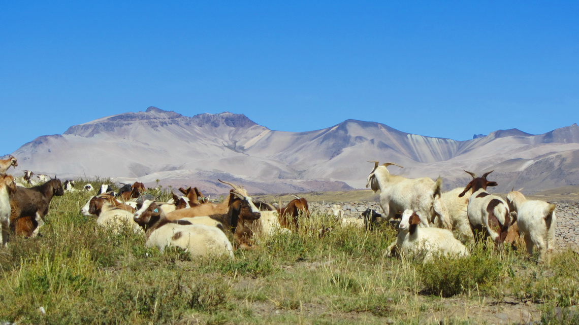 Goats close to Lago Maule