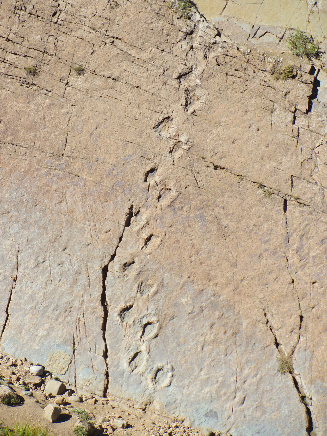 Dinosaur footprints in the wall