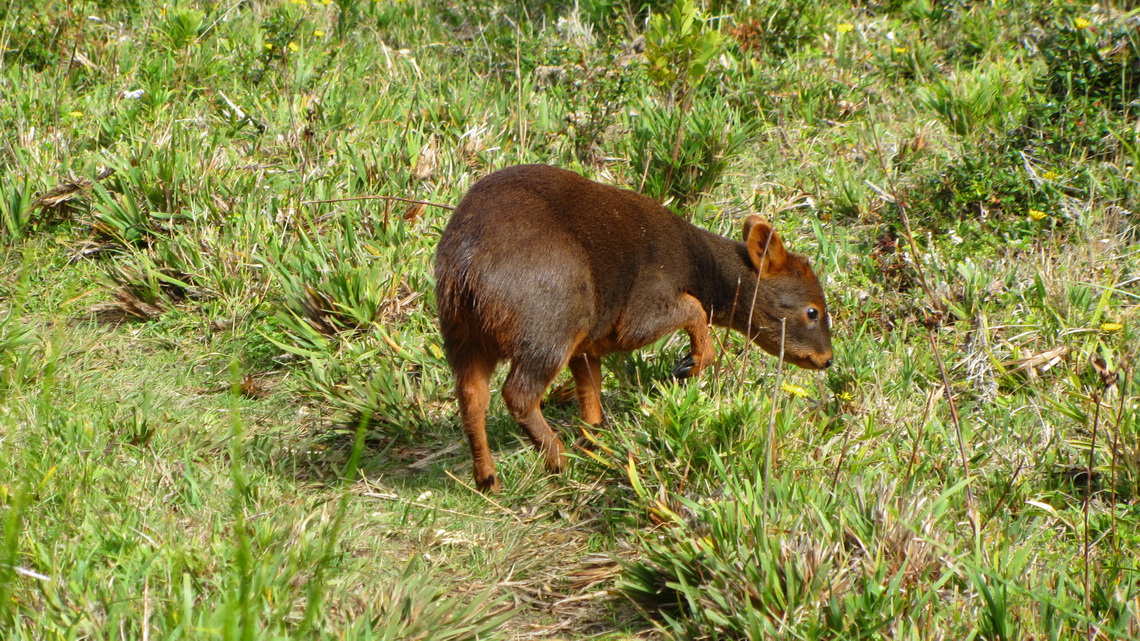Pudu - Pudu, the smallest deer on earth close to the beach