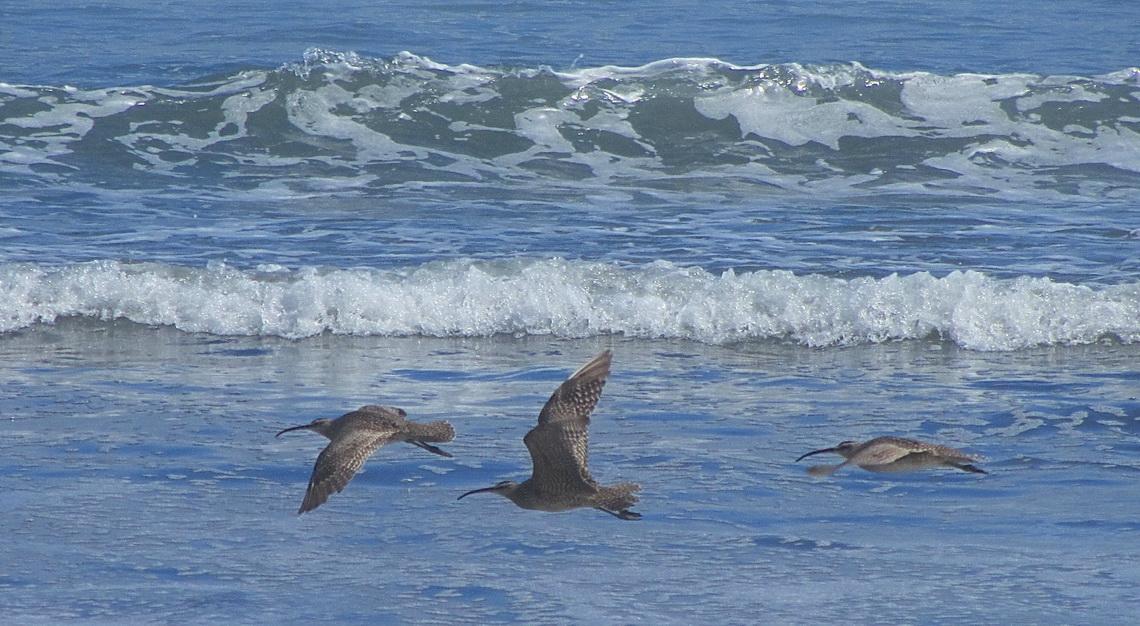 Oystercatchers on the beach north of Cucao