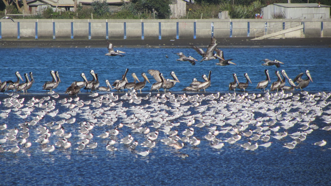 Birds on the beach of Puerto Saavedra