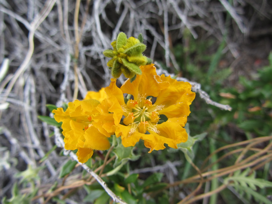 Yellow flowers