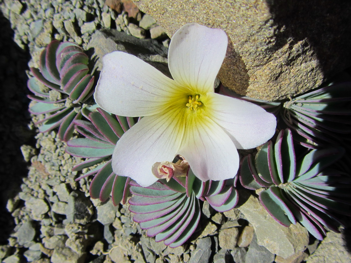 White - yellow flower on Cerro de los Cristales