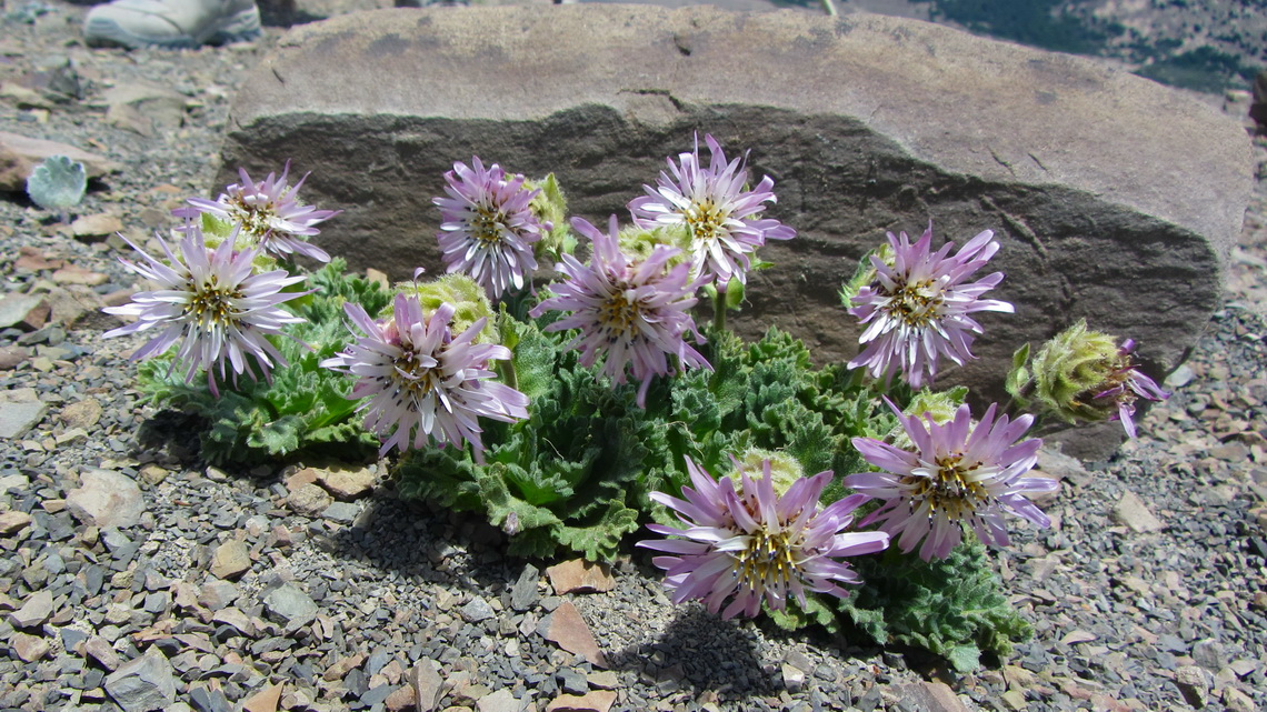 Purple flowers on Cerro de los Cristales