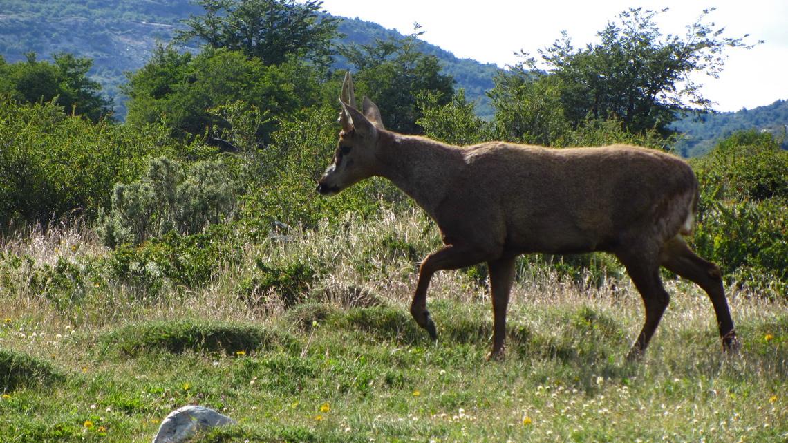 Huemul - Anden Deer
