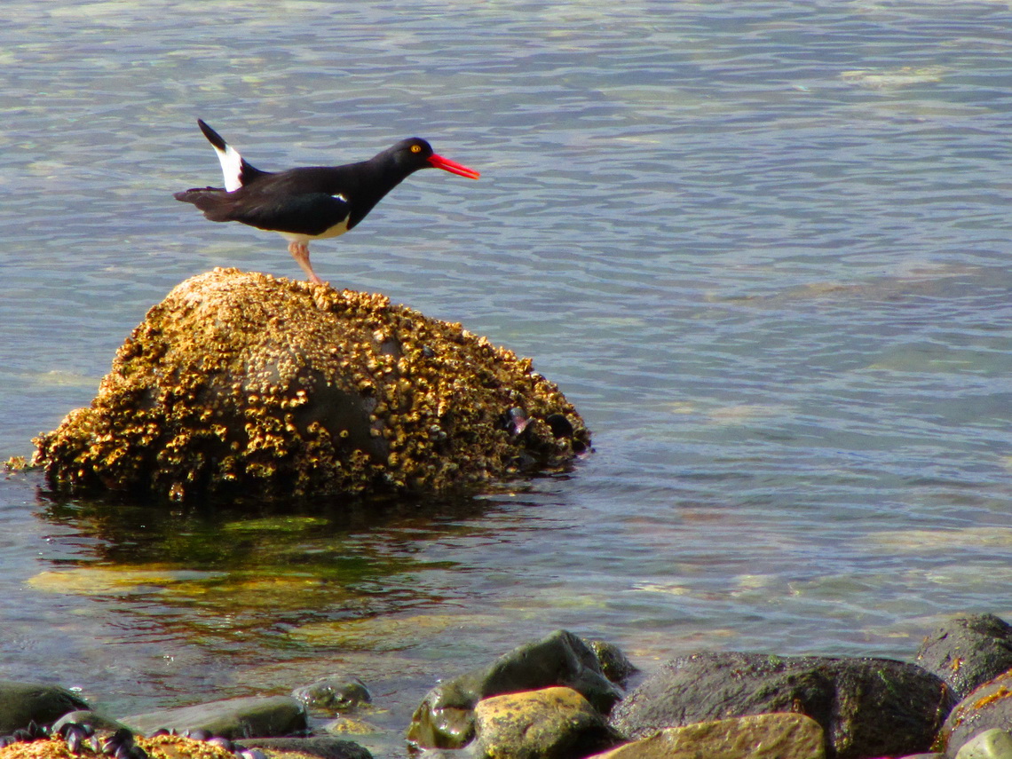 American Oystercatcher
