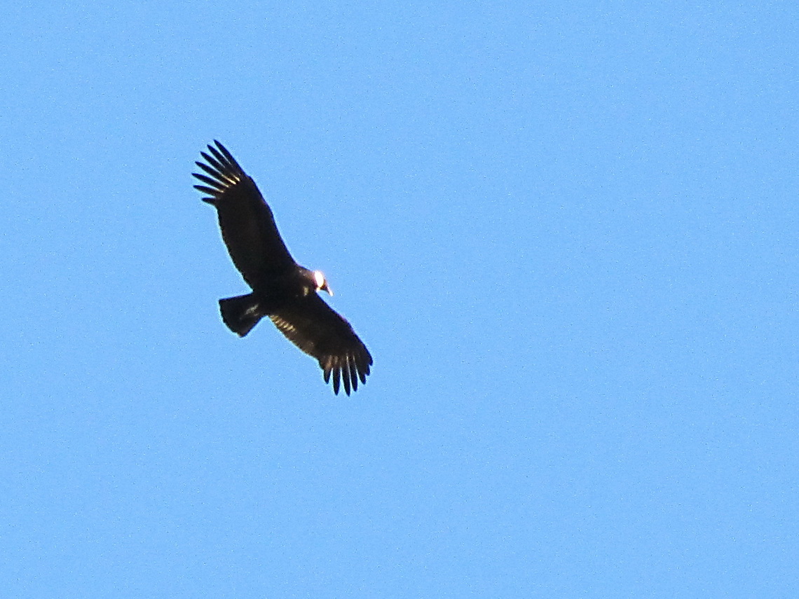 Condor circling us