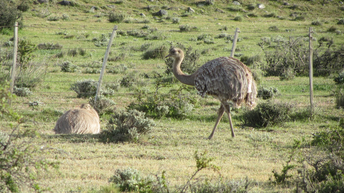 Rheas close to our car