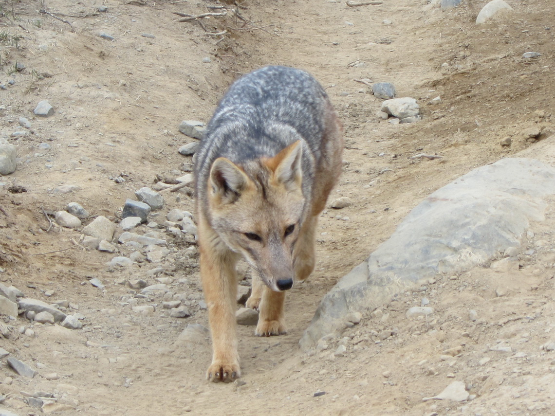 Fuegian Fox, the nice guy