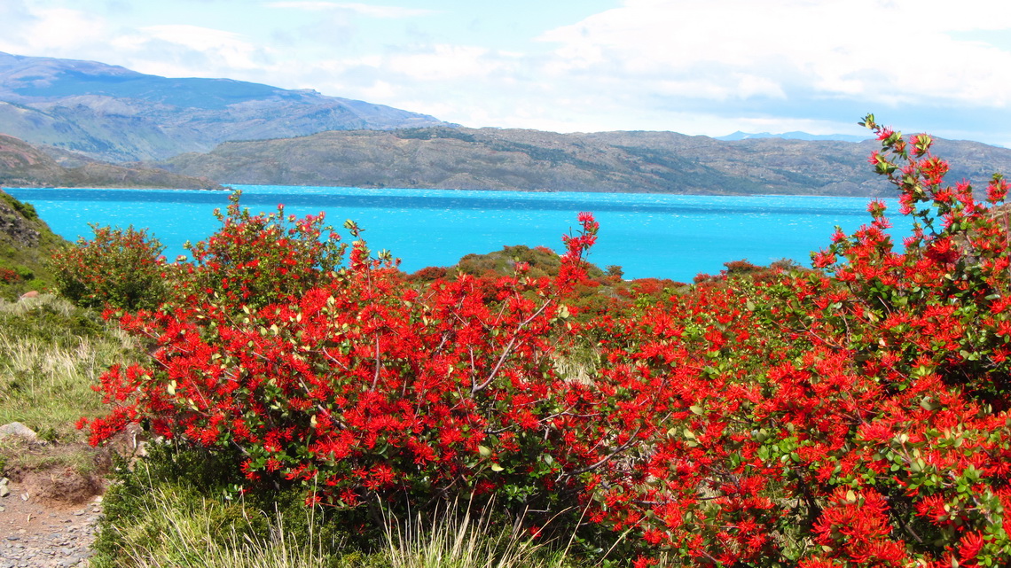 Lago Pehoe with red Notro bushed