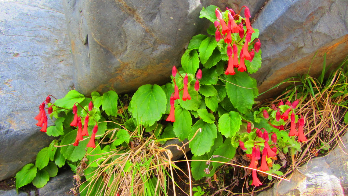 Other beautiful red flowers