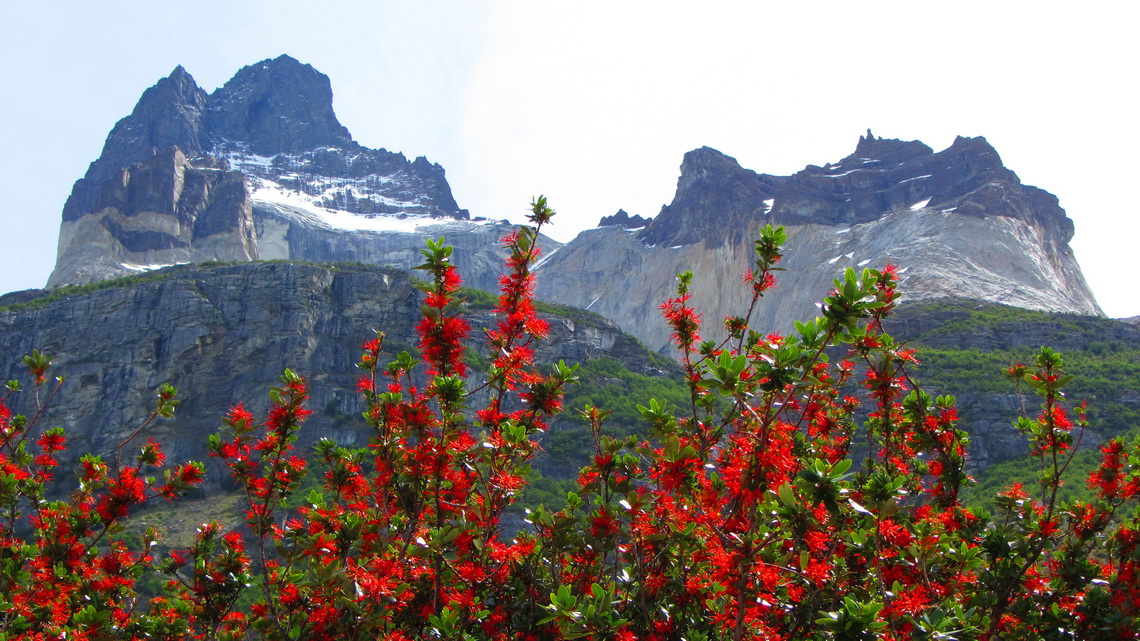 Cuernos with red Notro bushes