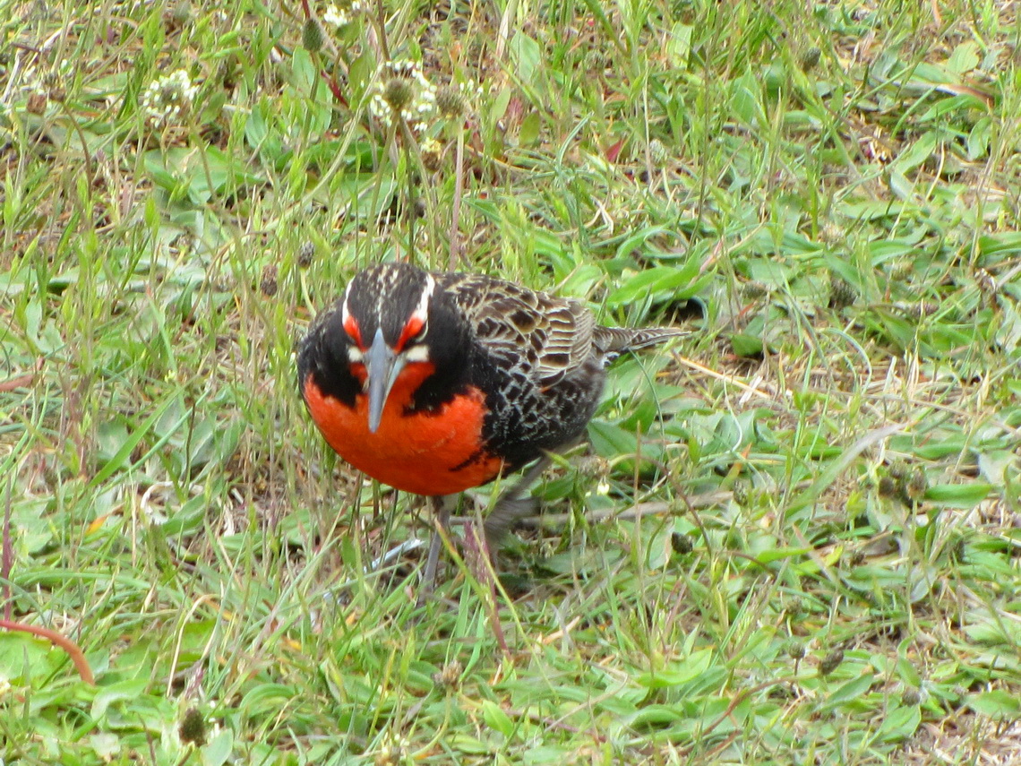 Long-tailed Meadowlark visiting us