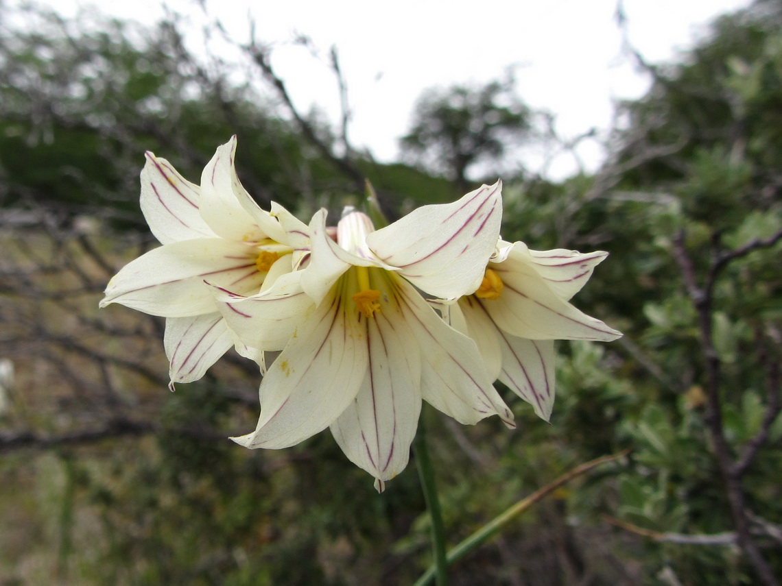 White flowers close to the cave