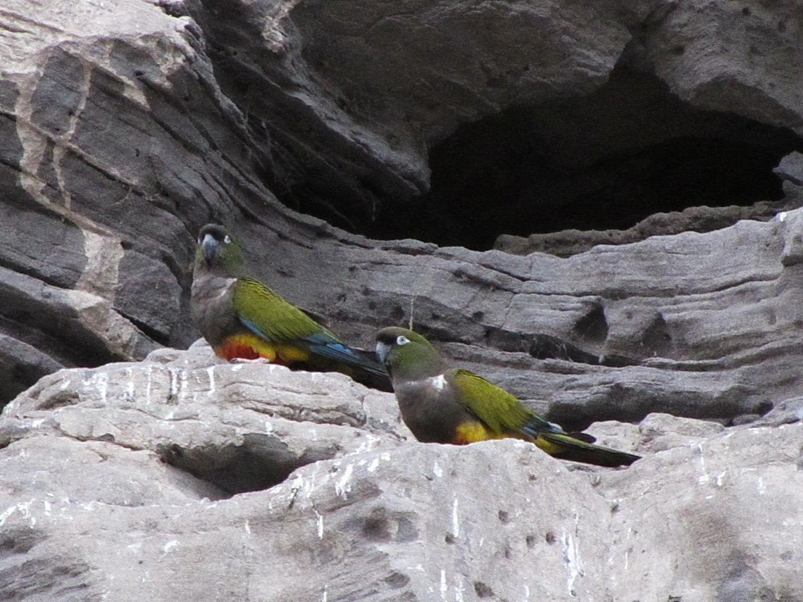 Pair of Parrots