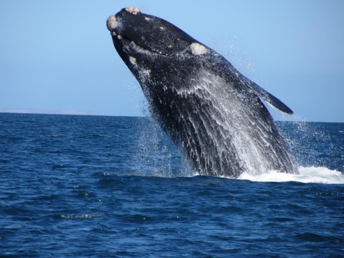 Jumping Whale