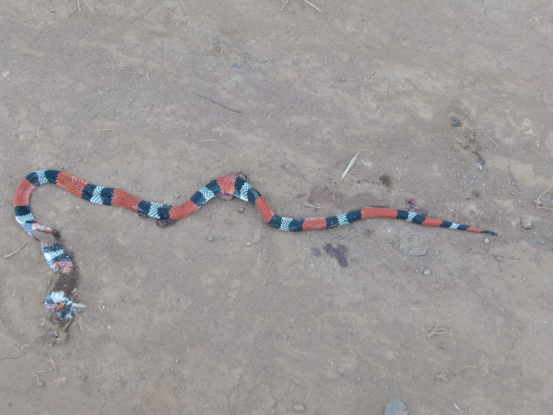 The 5 minutes snake - very poisonous and dangerous