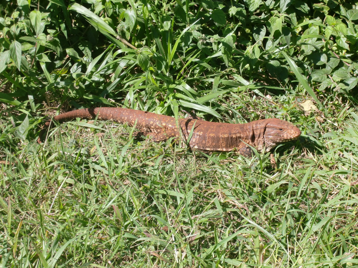 Large Iguana in the Tati Yupi sanctuary