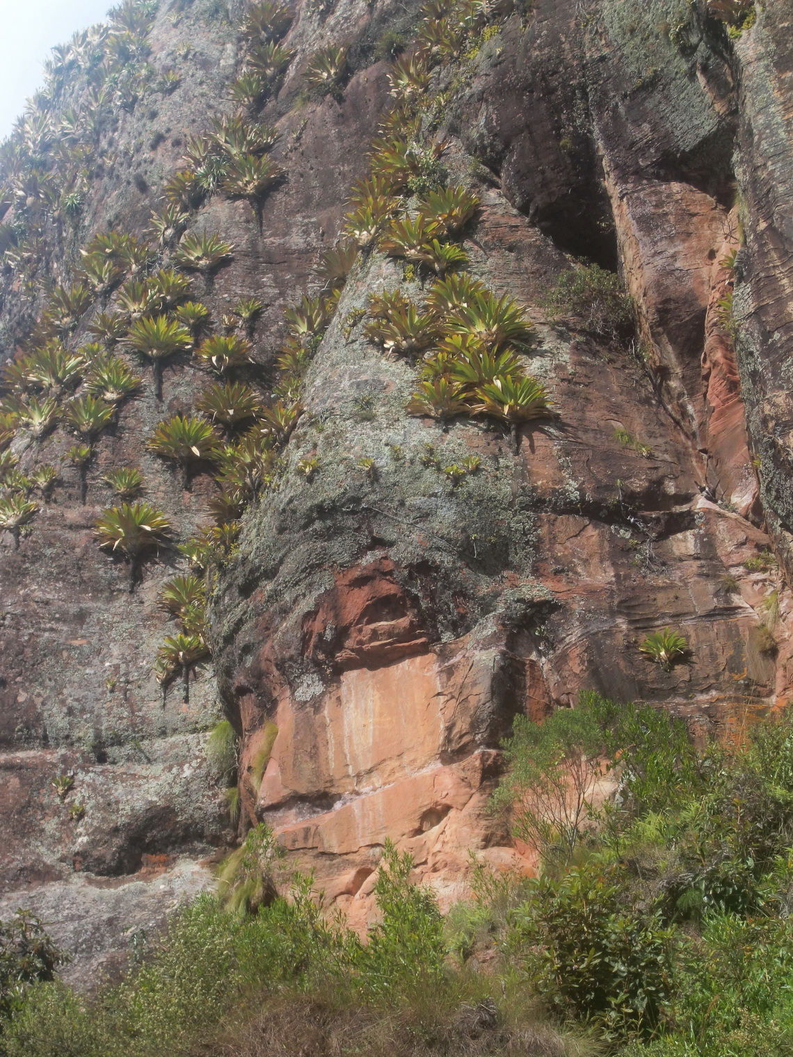 Inca watching El Fuerte de Samaipata