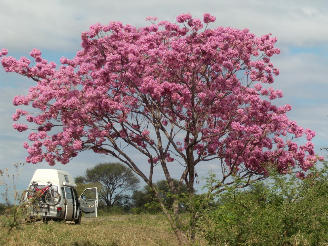 Tree in full blossom on the way to Argentina - in winter!