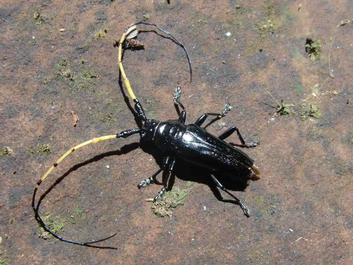 Bug with big antennas