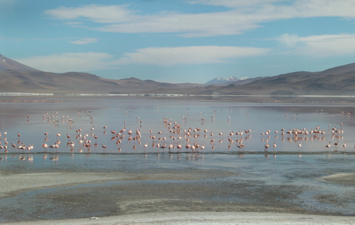 Hundreds of flamingos