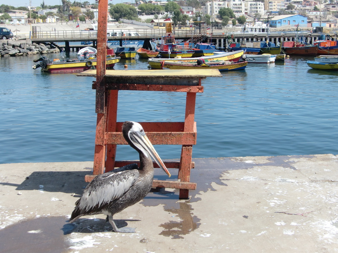 Pelican in the port of Caldera