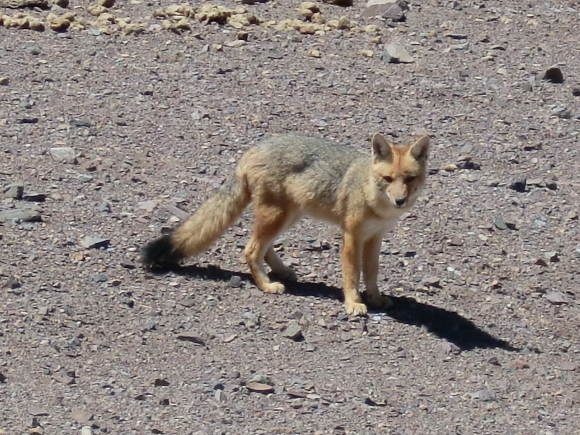 Fox crossing the street