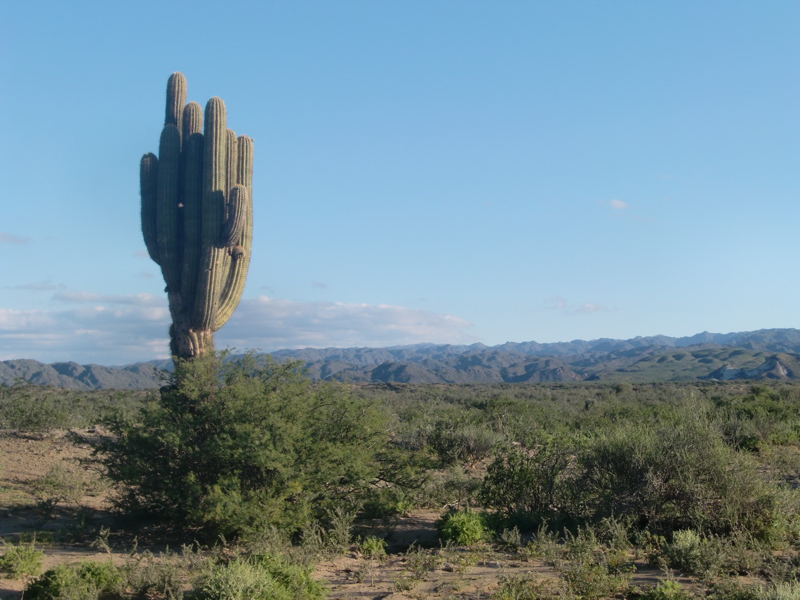 More than 10meter high cactus in the Ischiagulasto park