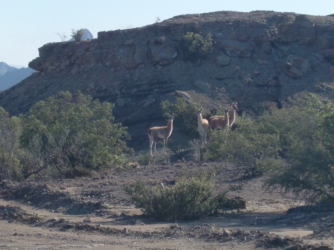 Guanaco family closed to the Valle de le Luna