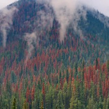 Wildfires on Blue River with ill red trees which are burning like matchsticks