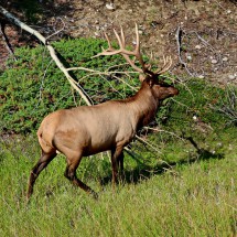 Deer on the street to Maligne Canyon