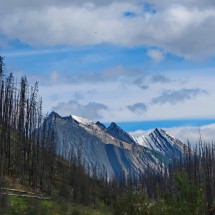 Burnt trees above Maligne Canyon