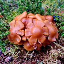 Mushroom on the way to Moose Lake