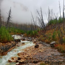 Burnt forest above Marble Canyon