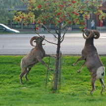 Bighorn Sheep in Radium Hot Springs