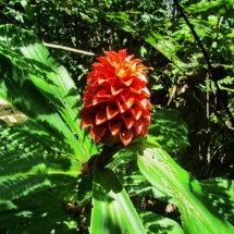 Amazonia