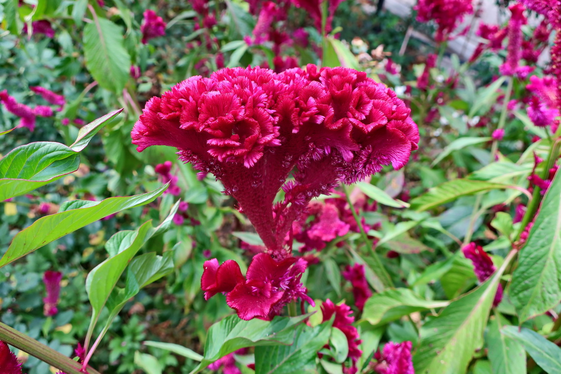 Exotic flower in the garden of Kabile Monastery
