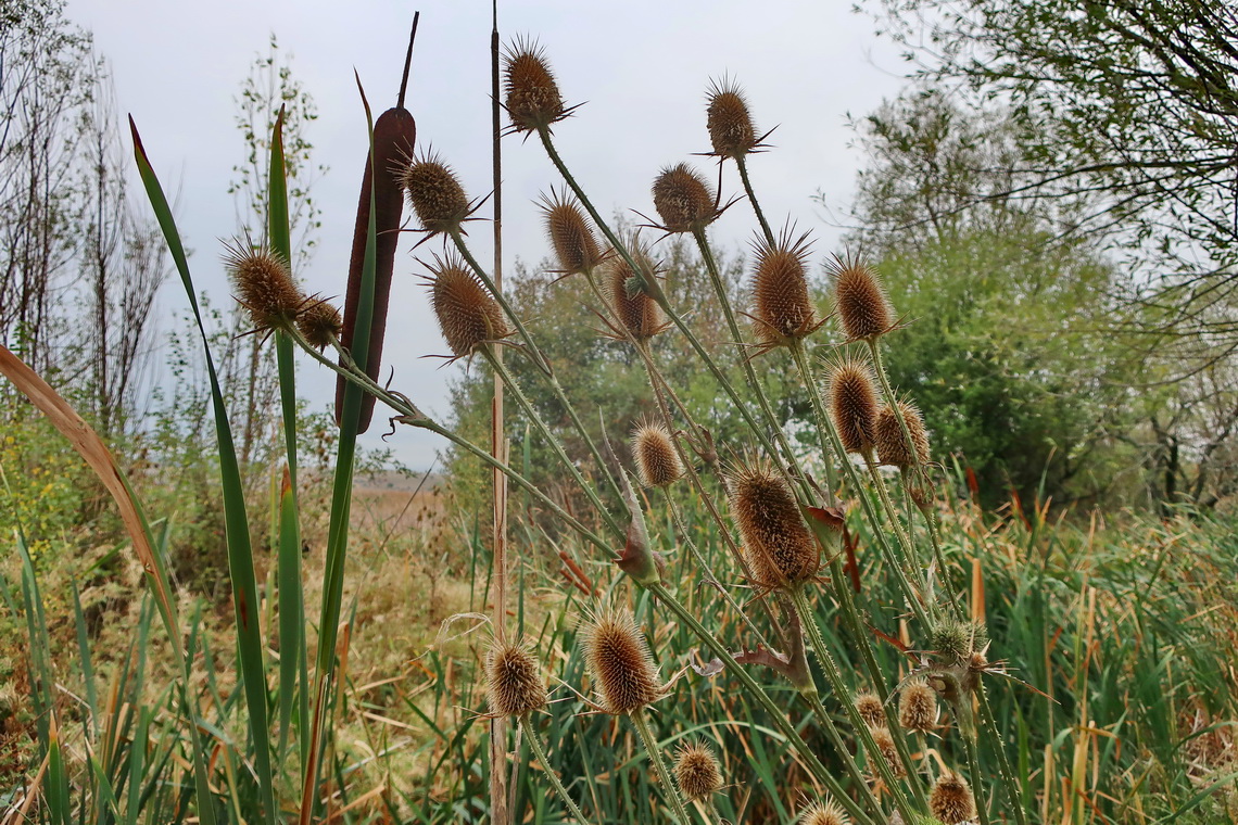 Plants in the wetland
