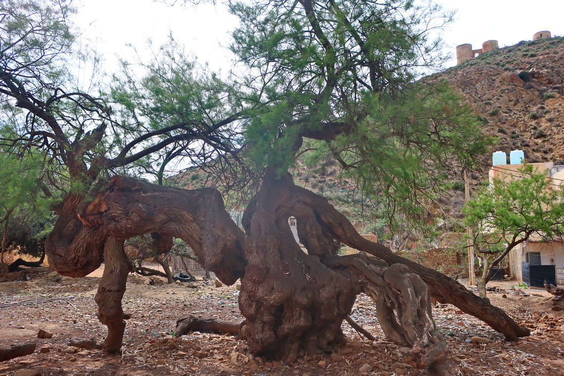 Knotty tree with the ruins of the towers / torres close to the beach of Torres de-Alcala