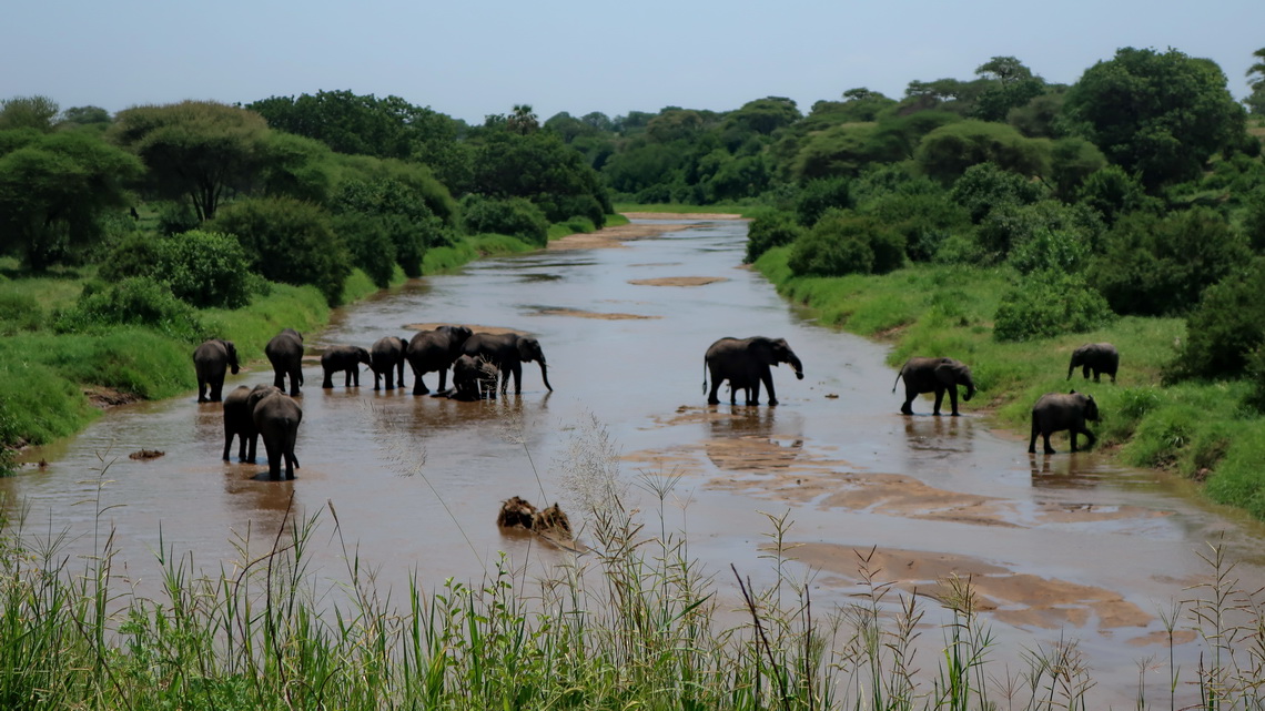 Elephants crossing Tarangire River