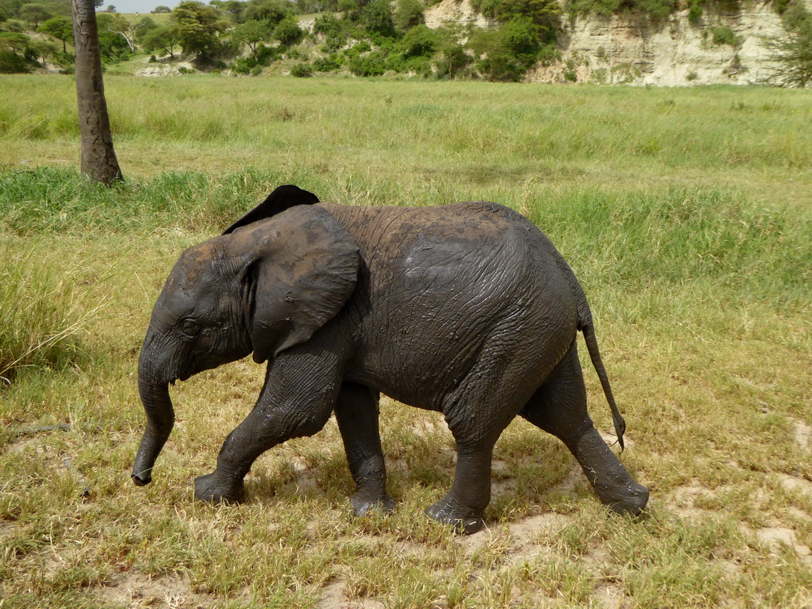 Muddy youngster