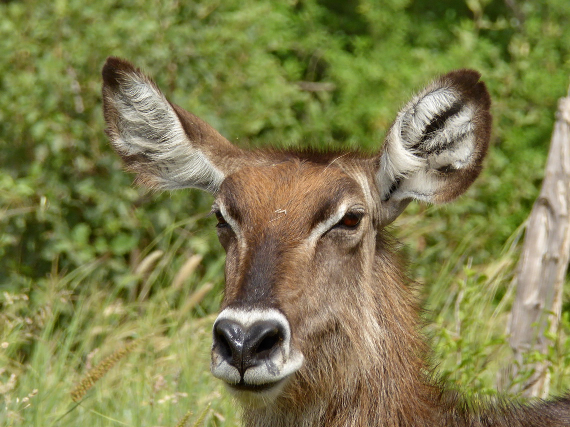 Female Waterbuck