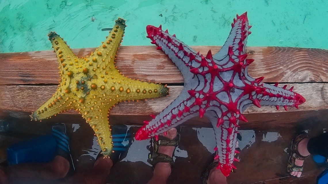 Starfish of Zanzibar