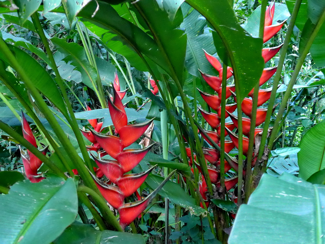 Flowers in the Bioparque Finca Paradise